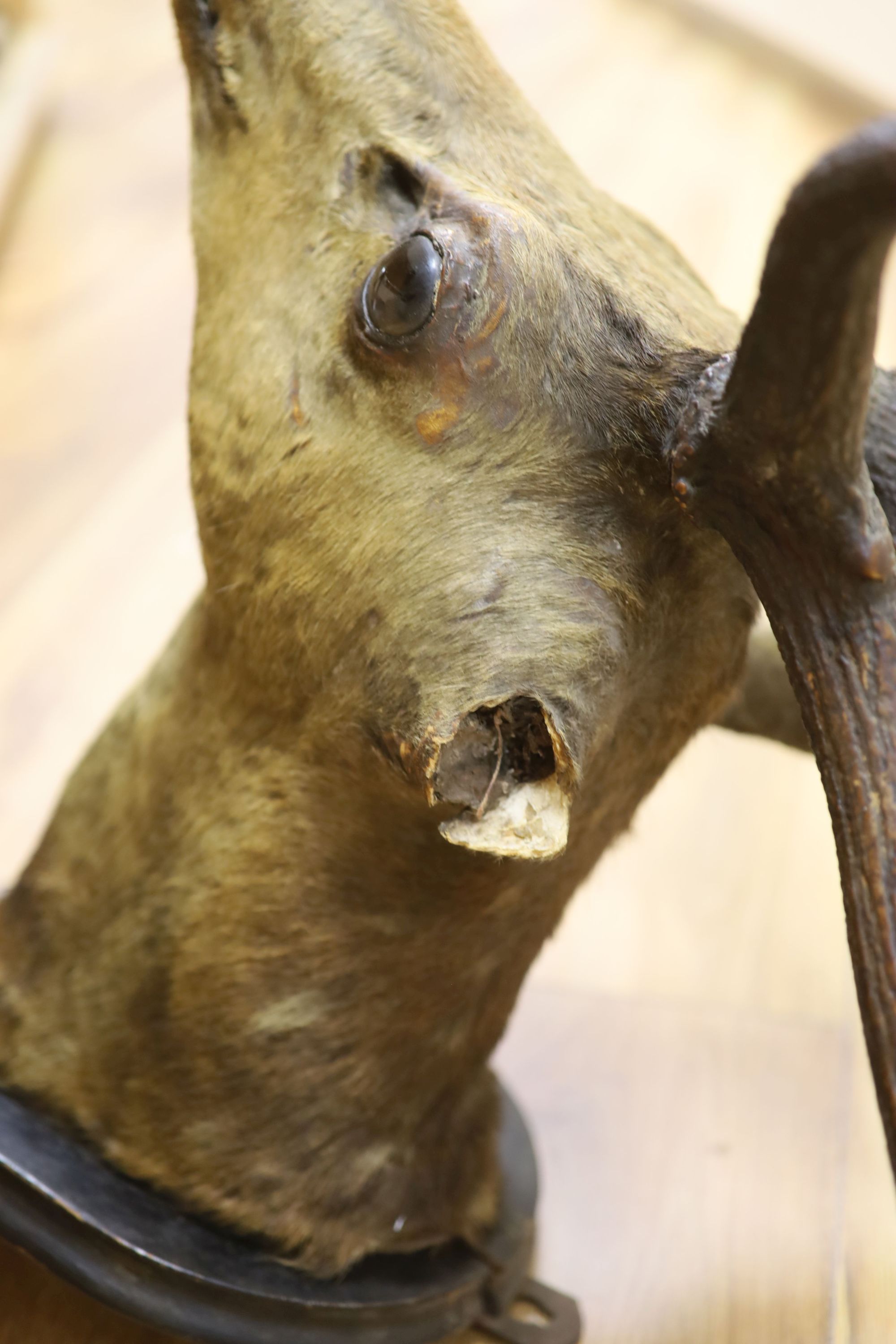 A taxidermic stags head with antlers (a.f.) and a vintage life saving ring (2)